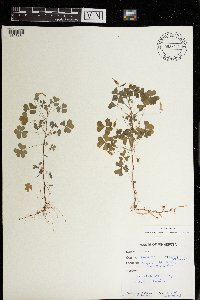 Oxalis dillenii image