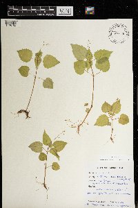 Circaea alpina image