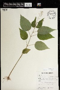 Circaea canadensis image