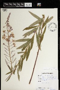 Chamaenerion angustifolium image