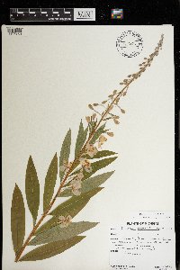 Chamaenerion angustifolium image