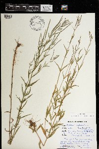 Epilobium leptophyllum image