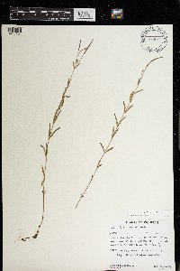 Epilobium palustre image