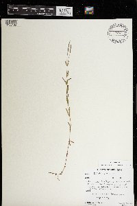 Epilobium palustre image