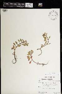 Ludwigia palustris image