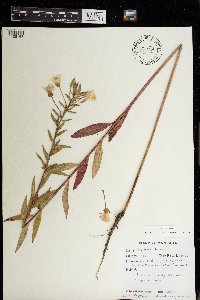 Oenothera biennis image