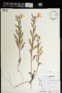 Oenothera biennis image