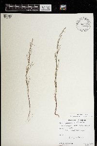 Polygonella articulata image