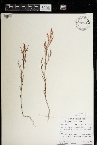 Polygonella articulata image