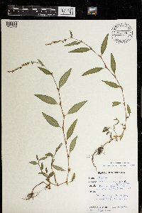 Persicaria hydropiper image