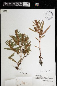 Rumex fueginus image