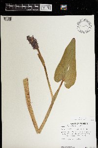 Pontederia cordata image