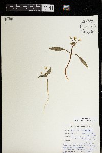 Claytonia caroliniana image