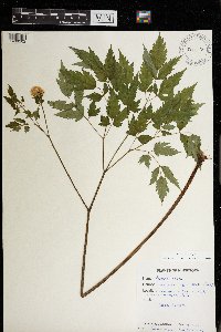 Actaea rubra image