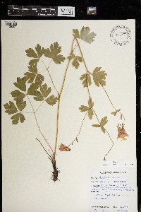 Aquilegia canadensis image