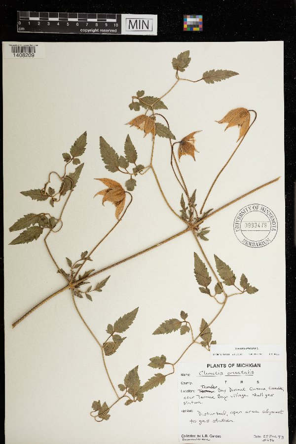 Clematis orientalis image