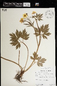 Ranunculus hispidus image