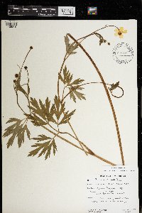 Ranunculus hispidus image