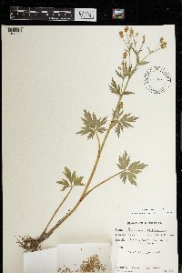 Ranunculus pensylvanicus image