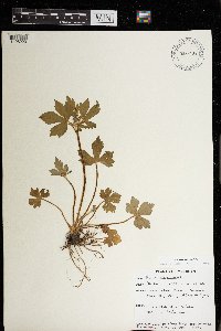 Ranunculus recurvatus image