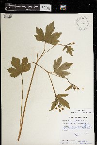 Ranunculus recurvatus image