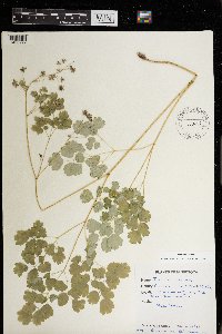 Thalictrum dioicum image