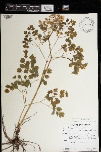 Thalictrum dioicum image