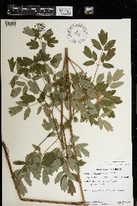 Thalictrum dasycarpum image