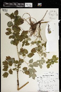 Thalictrum revolutum image