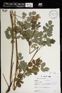 Thalictrum revolutum image