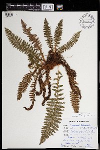 Dryopteris fragrans image