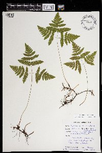 Gymnocarpium dryopteris image