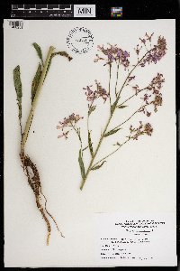 Hesperis matronalis image