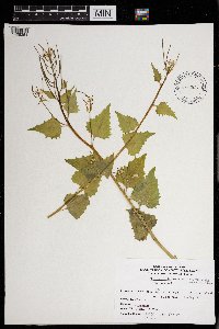 Alliaria petiolata image