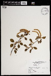 Prunus americana image