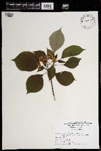 Cornus rugosa image