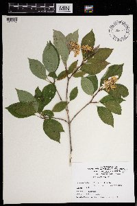 Cornus racemosa image