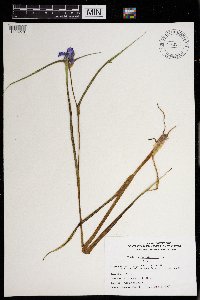 Tradescantia ohiensis image