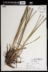 Scirpus cyperinus image