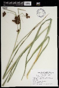 Scirpus atrovirens image