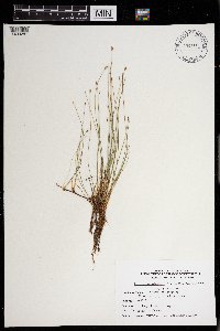 Eleocharis palustris image