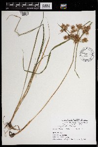 Cyperus odoratus image