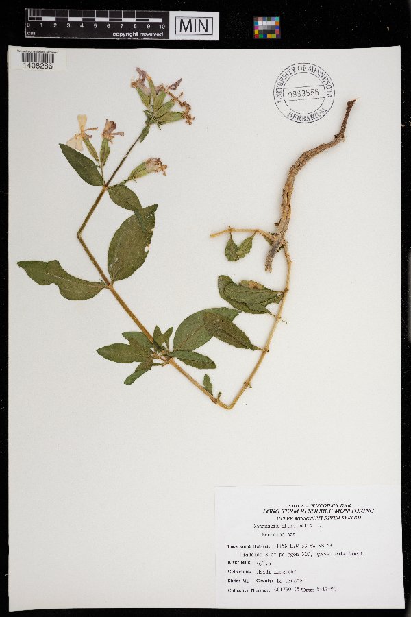 Saponaria officinalis image