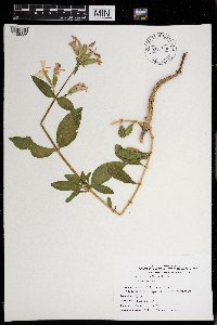 Saponaria officinalis image