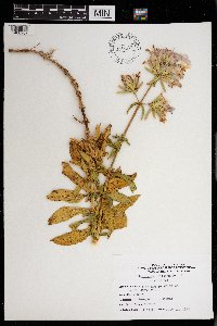 Saponaria officinalis image