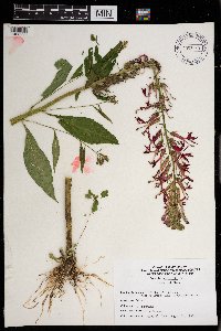 Lobelia cardinalis image