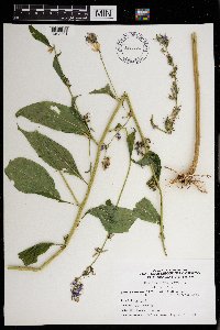 Campanulastrum americanum image