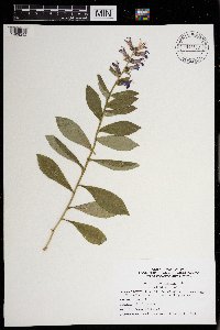 Lobelia siphilitica image