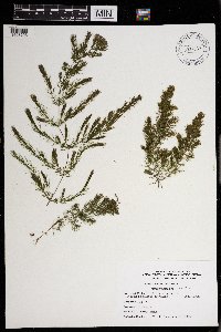 Ceratophyllum demersum image