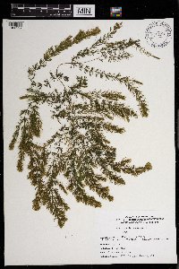 Ceratophyllum demersum image